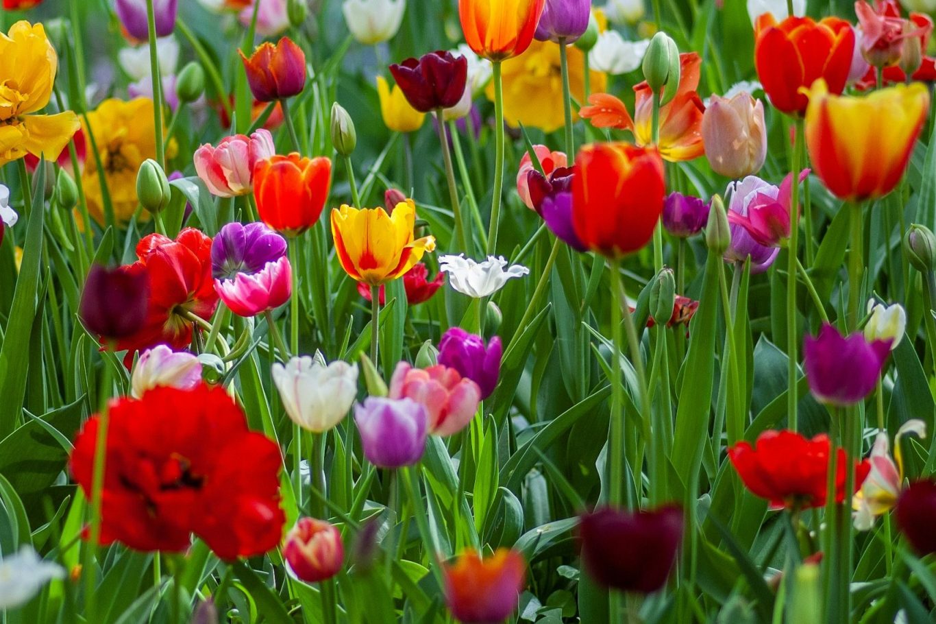 flower bulbs