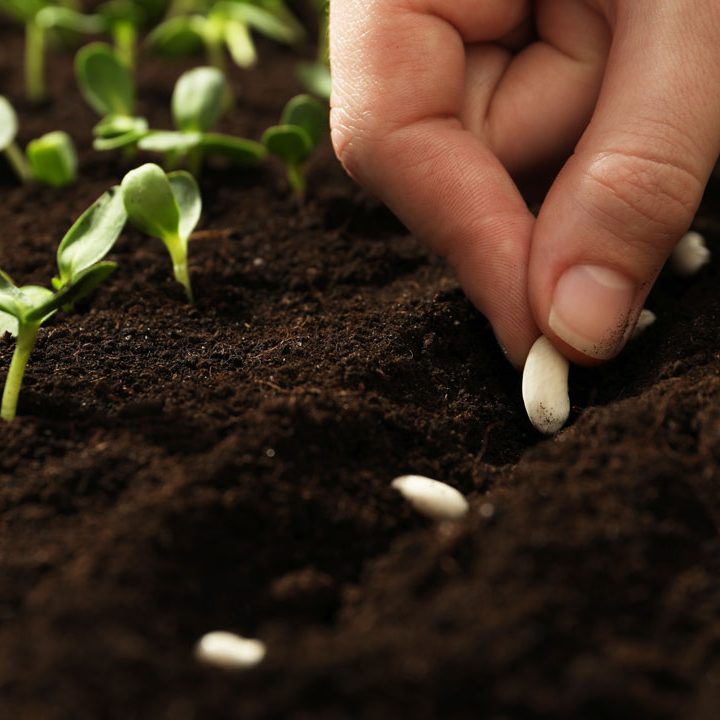 Planting seeds by hand