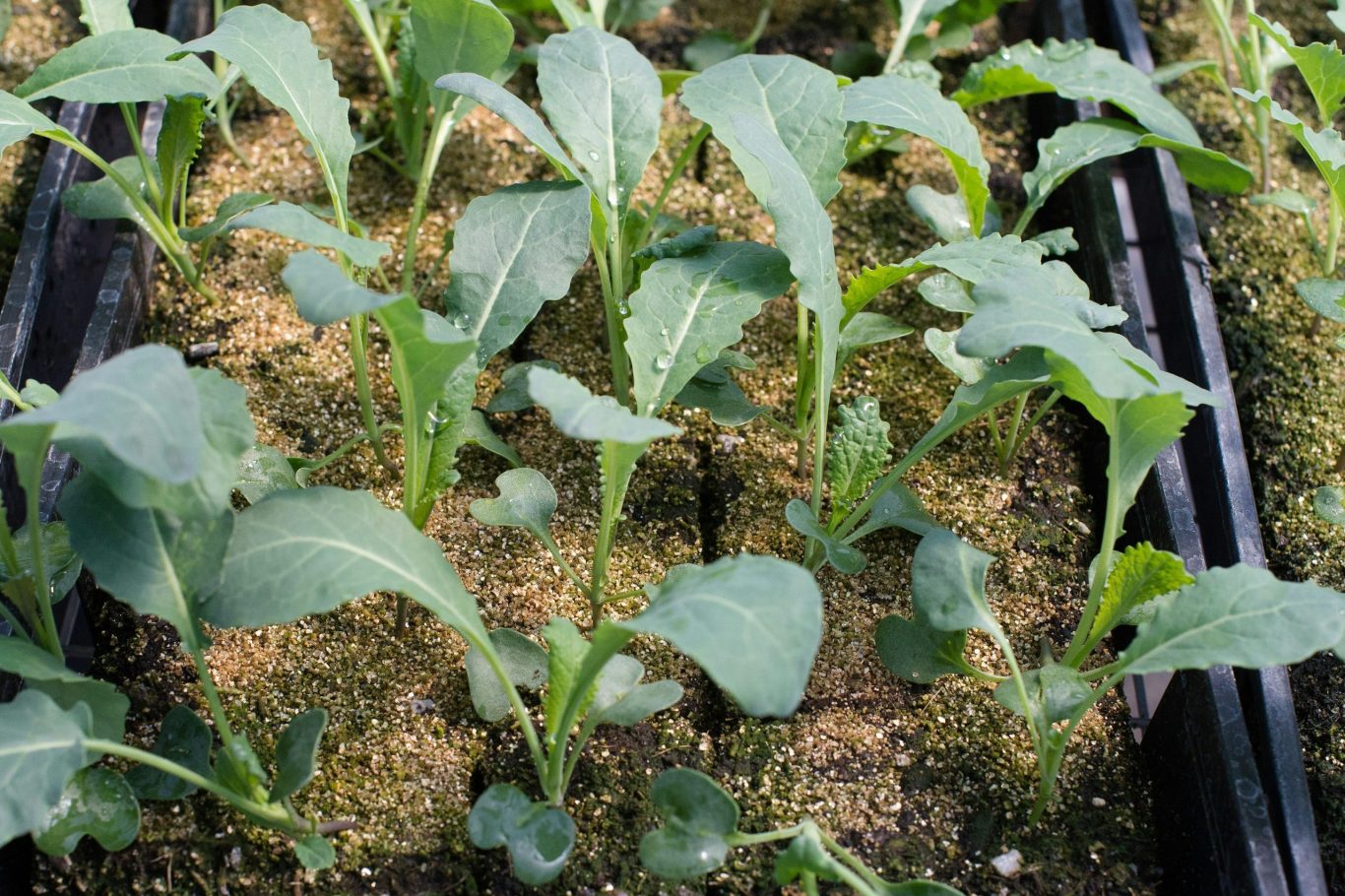 Brassicas