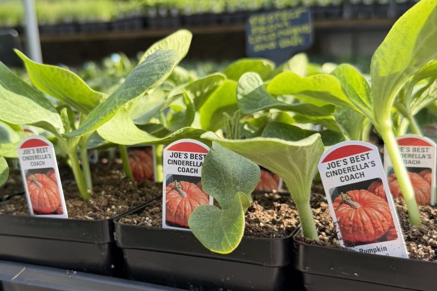 Pumpkin plants