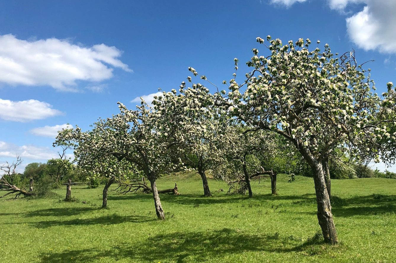 tree orchard