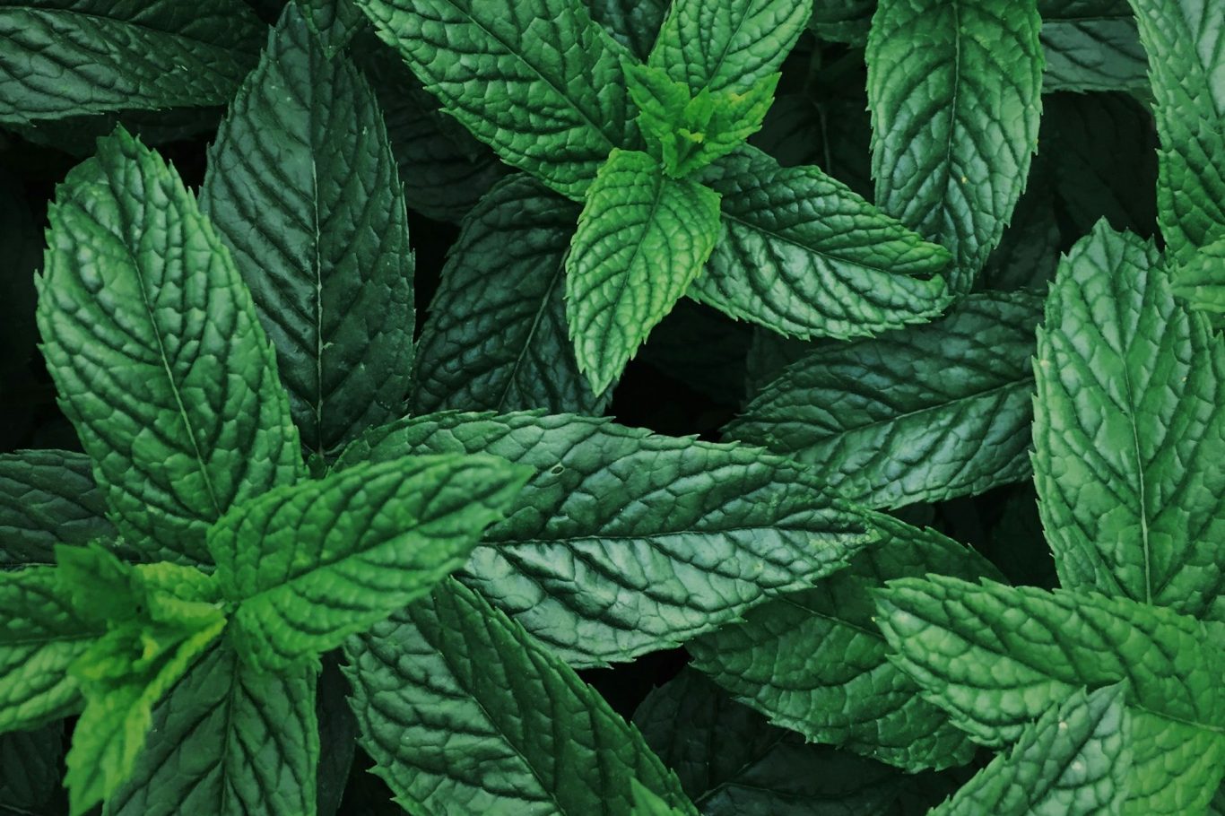 mint