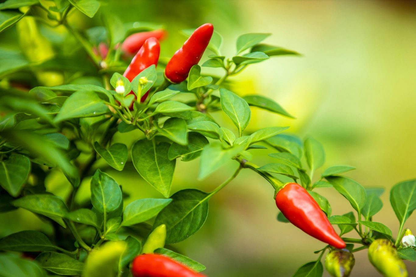 hot pepper plant