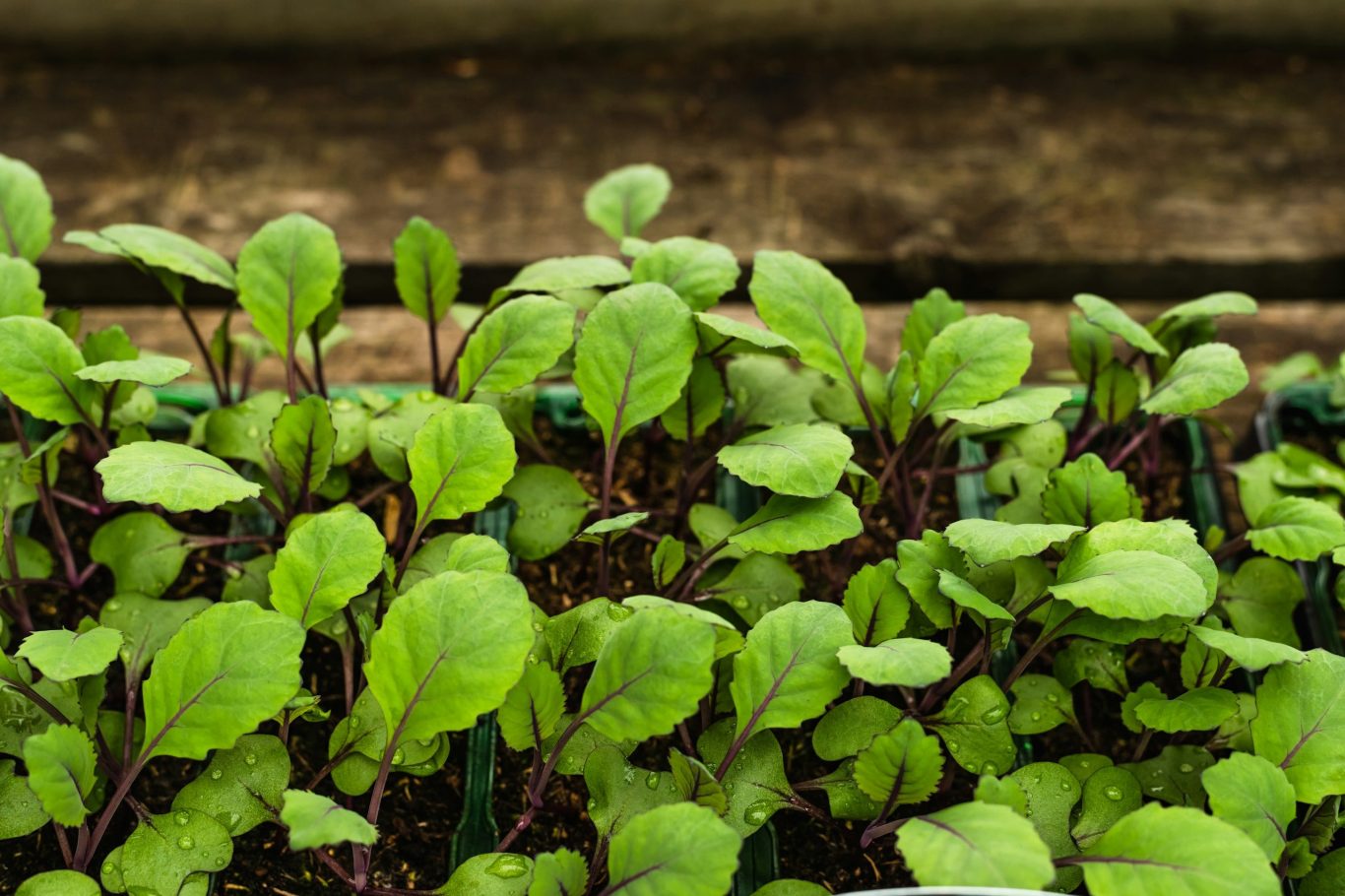 beet plants