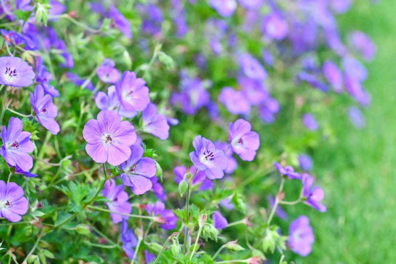 Groundcovers