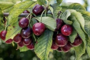 Bing Cherry