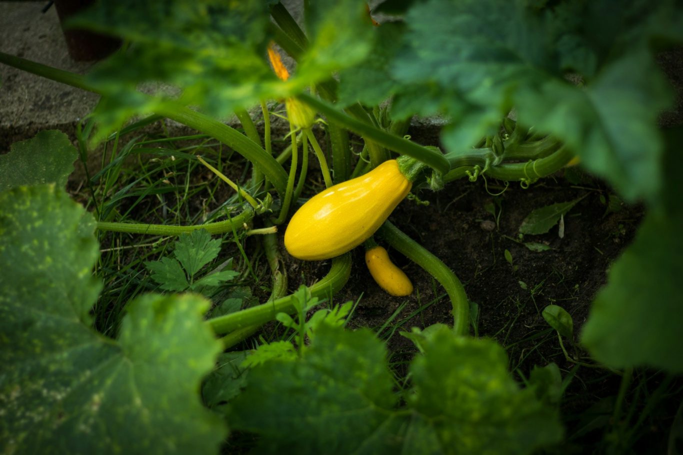 summer squash