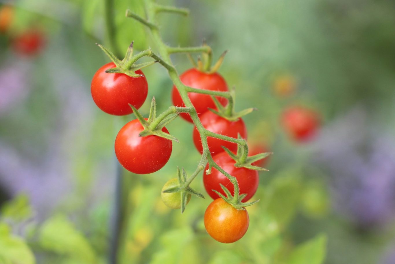 Tomatoes 3" Pots