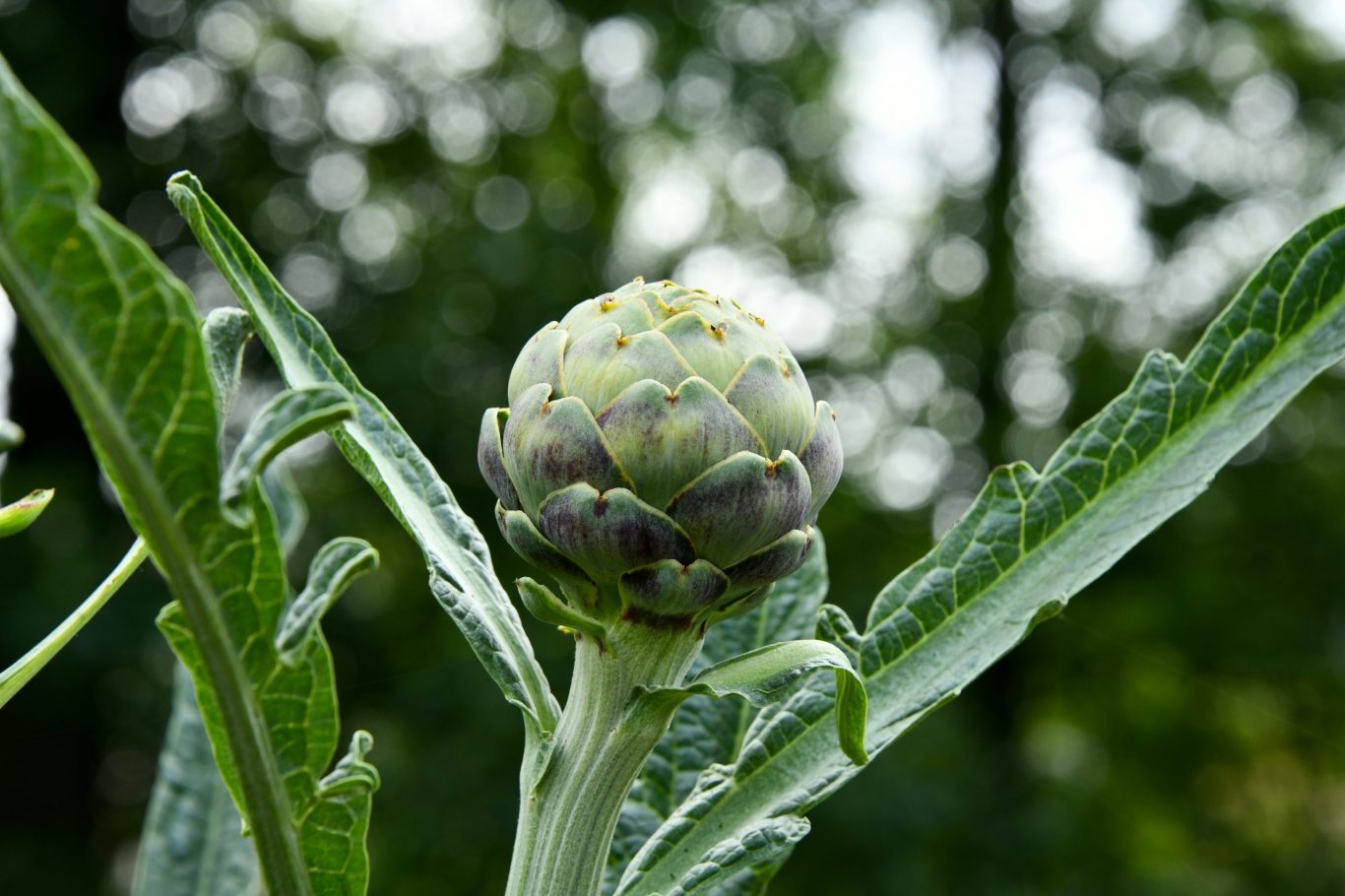 artichoke