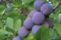Imperial Epineuse Plum