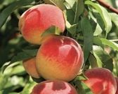 fruit trees
