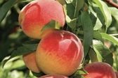 Red Haven Peach