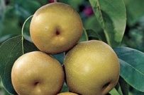 Shinseiki Asian Pear