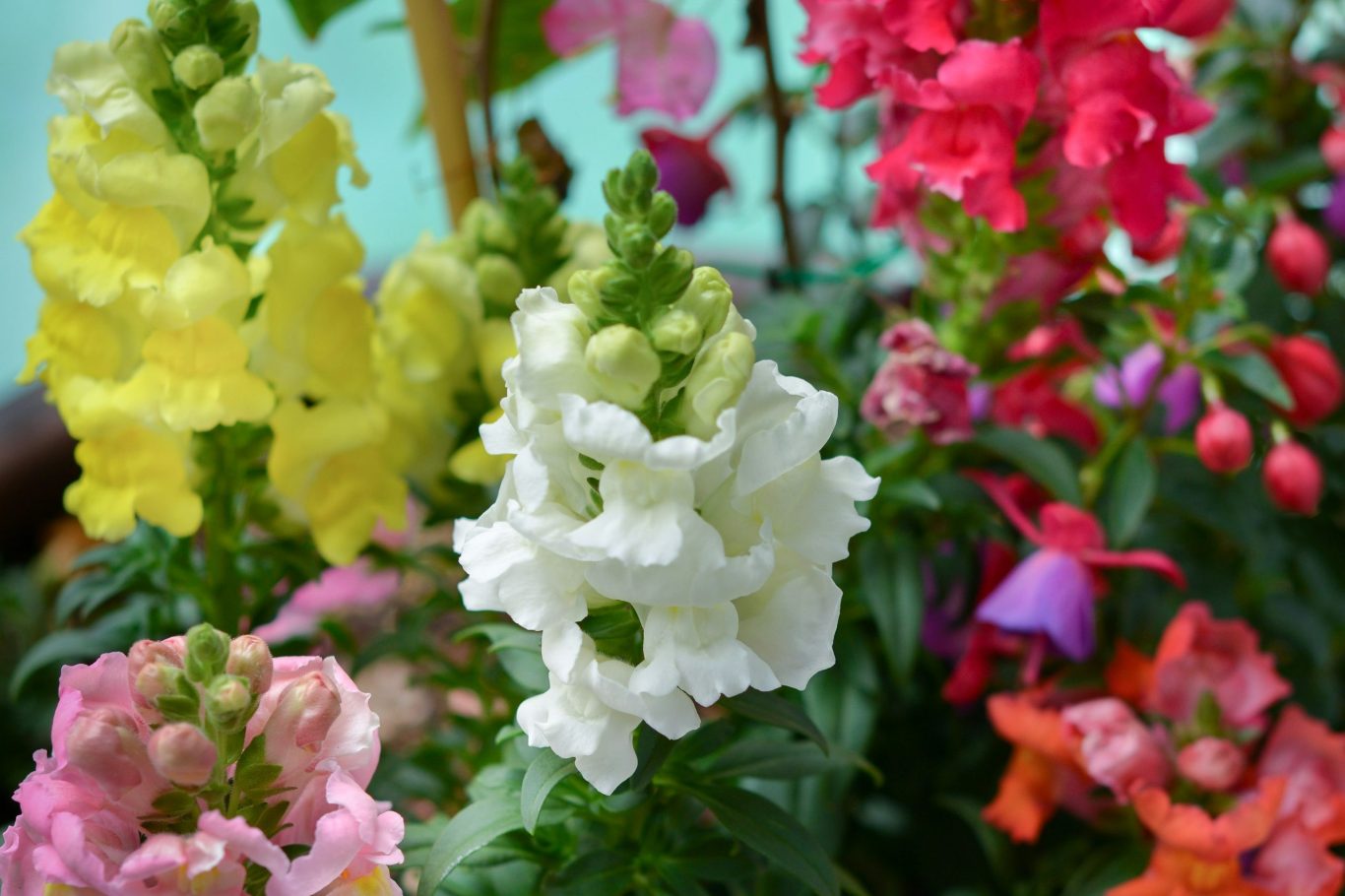 Snapdragon flowers