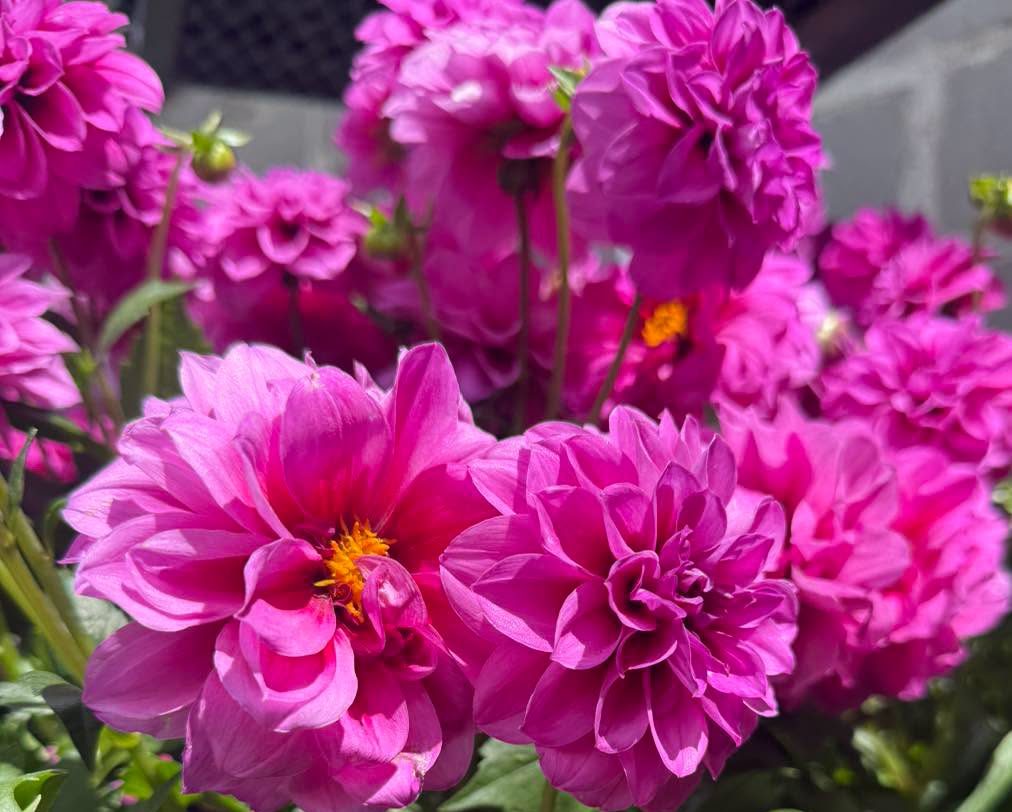 flower bouquets