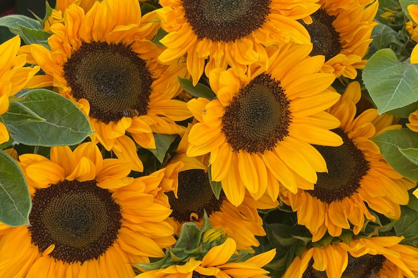 sunflower bouquets