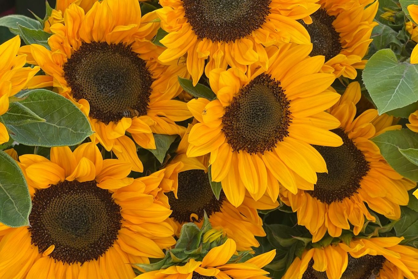 Sunflowers