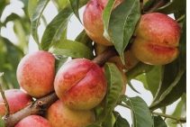 Flavortop Nectarine