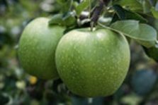 granny smith apple