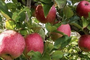 maslin early pink lady apple