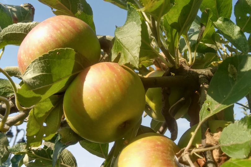 urban golden treat columnar apple