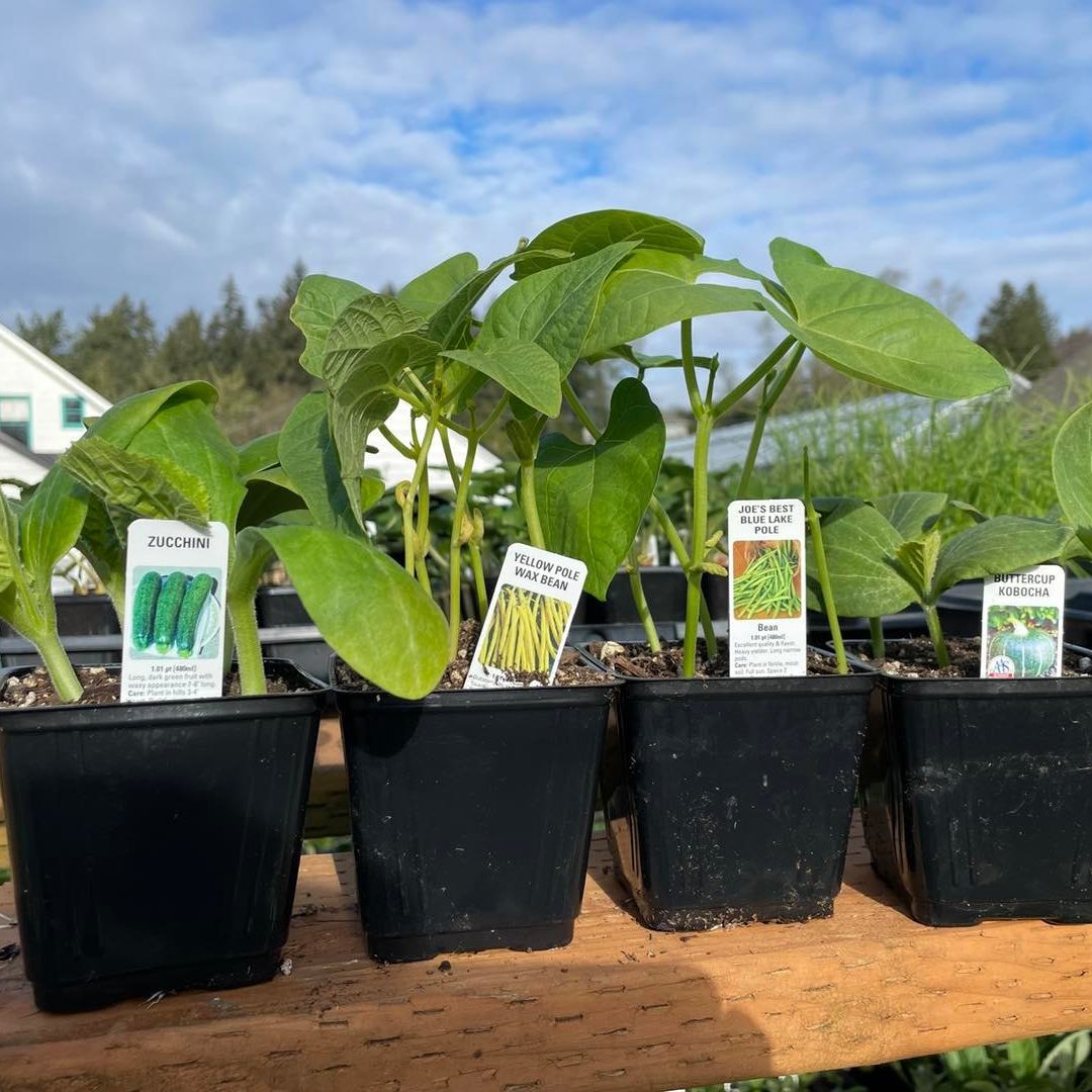 Vegetable starts