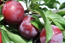 Satsuma Japanese Plum
