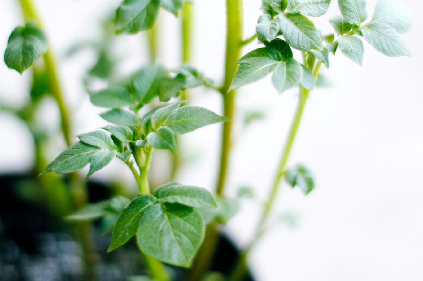 Potato Seed