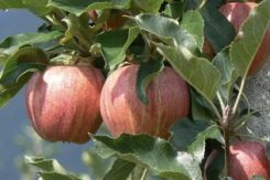 gala apple