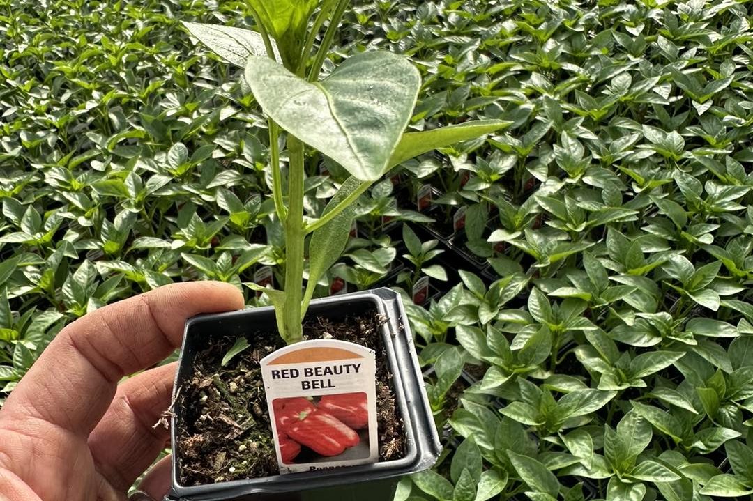 sweet pepper plant