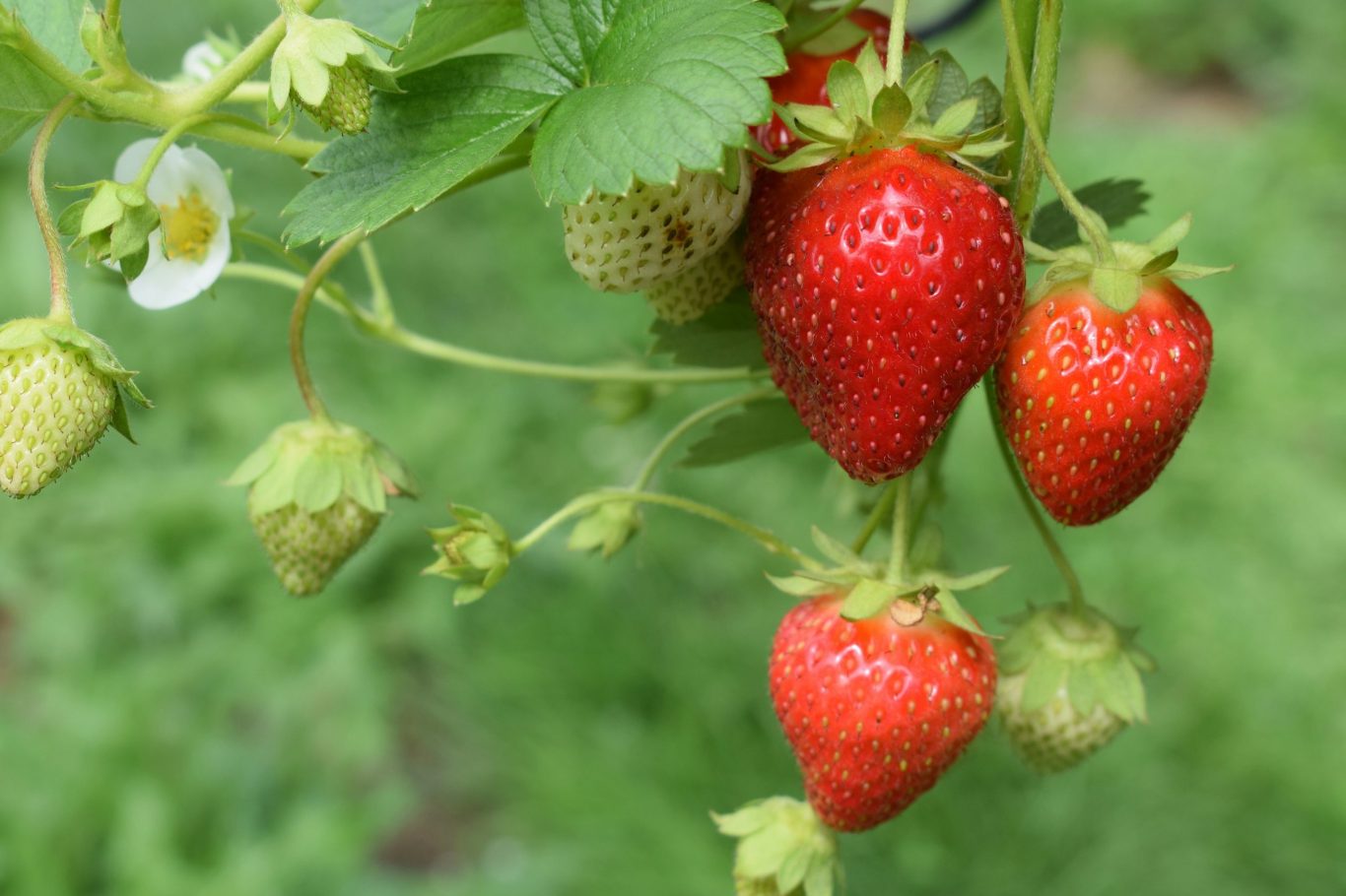 strawberry starts