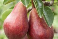 Red Bartlett Pear