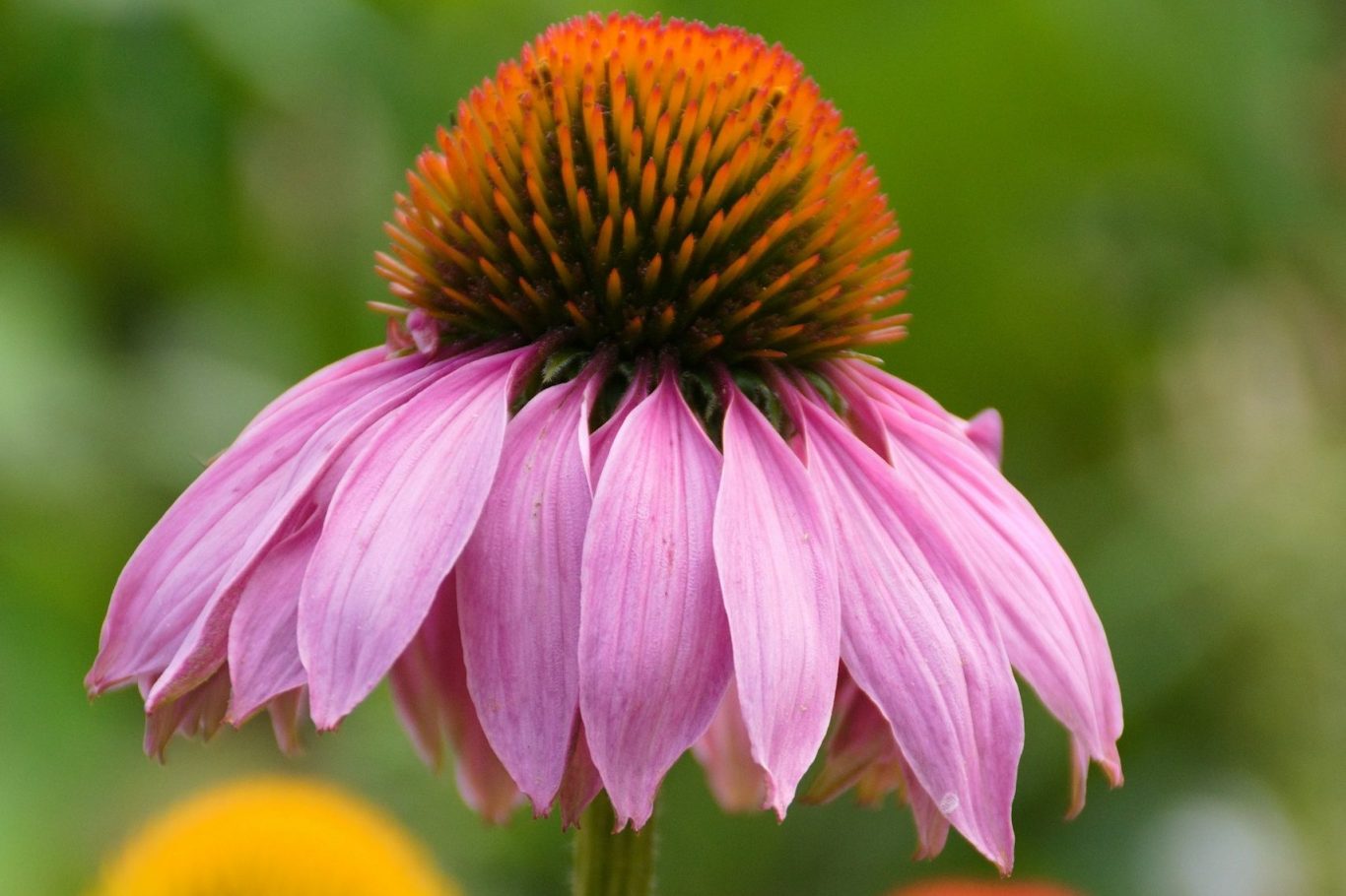 Full–Part Sun Flowering Perennials