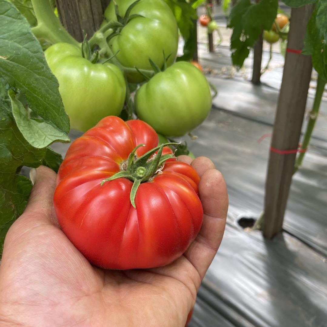 How to grow tomatoes