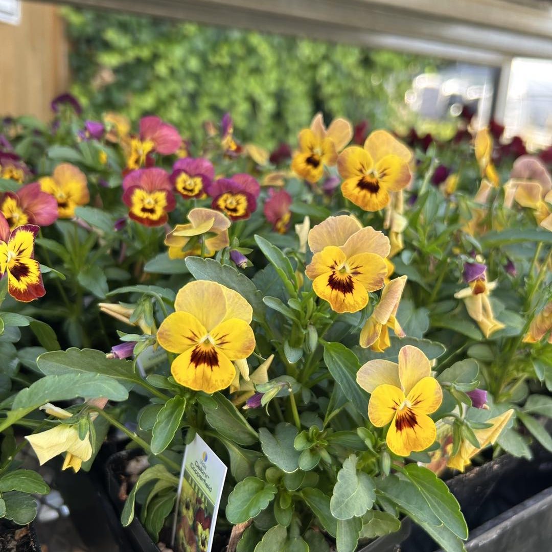 Flowering Annuals