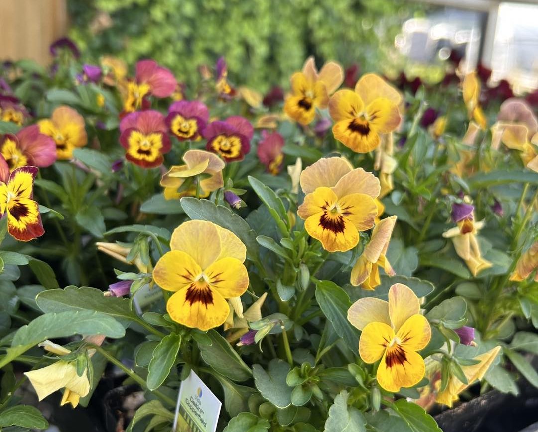 flowering annuals