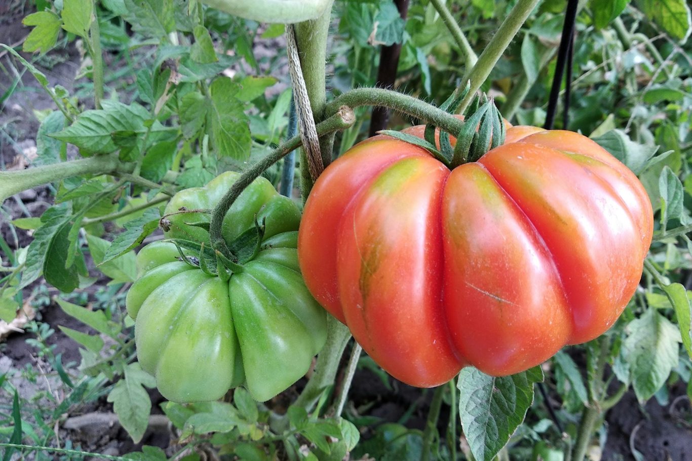 Heirloom Tomatoes