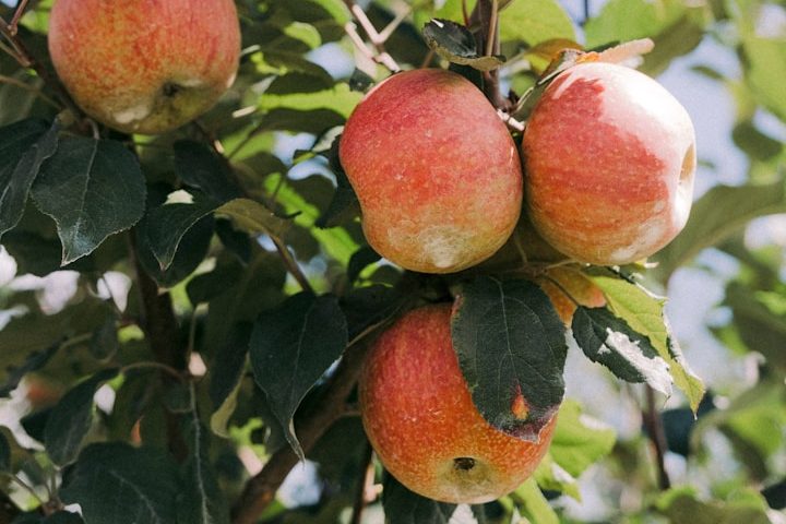 honeycrisp apple