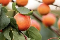 Harcot Apricot