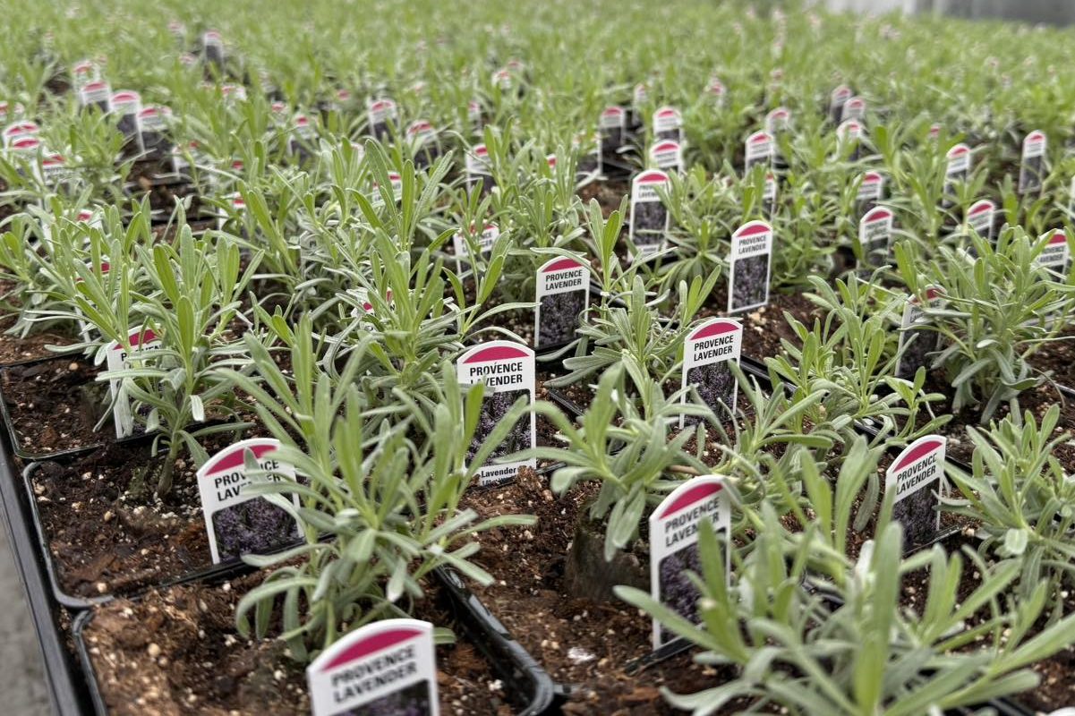 lavender starts