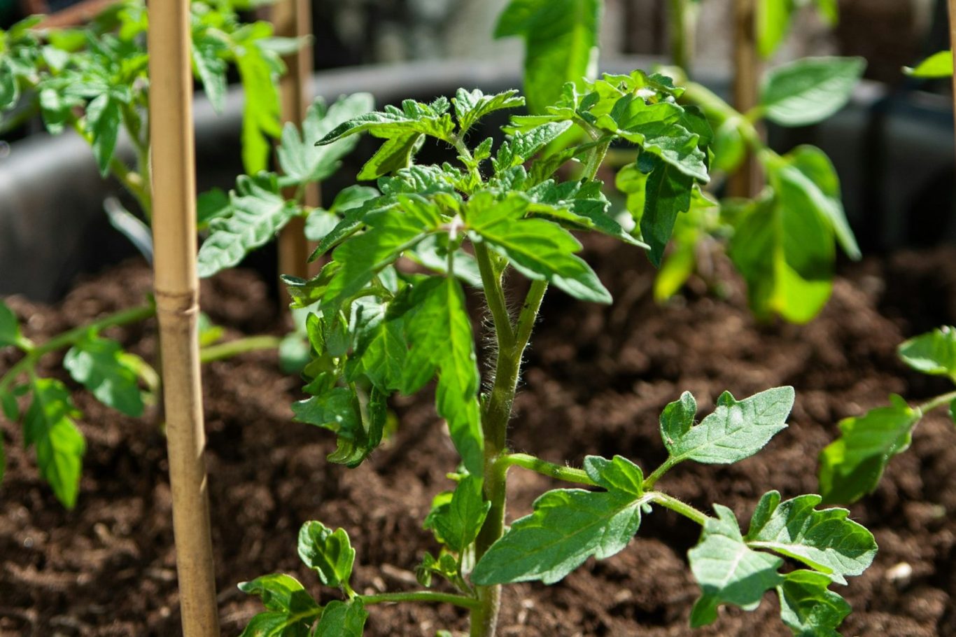 Tomato plants