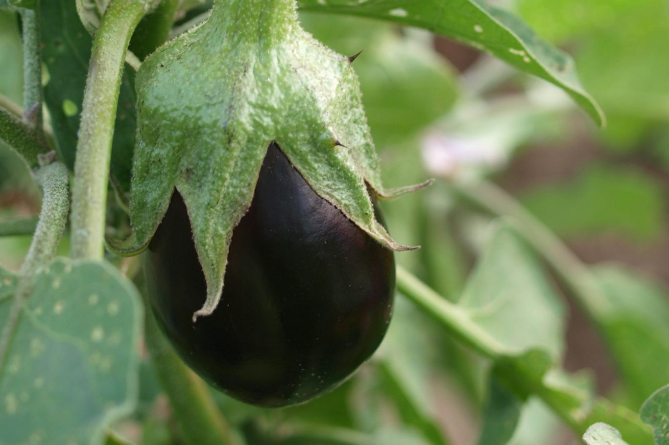 purple Eggplant