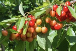 Rainier Cherry
