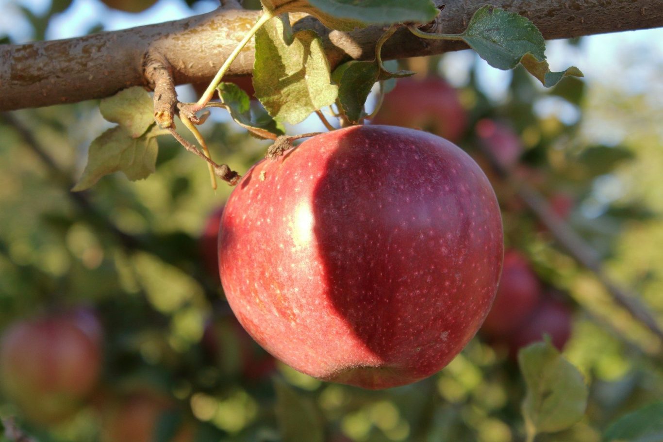 sunrise magic apple