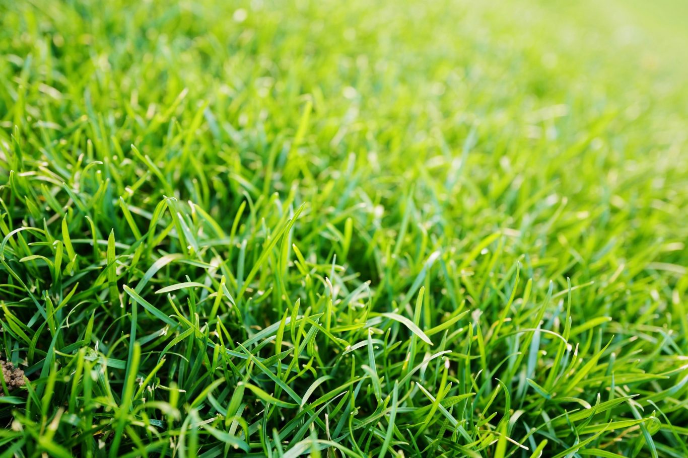 Grasses