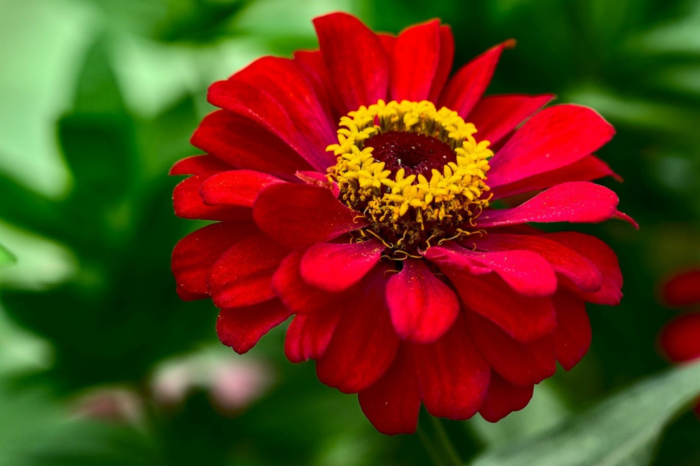 Zinnia flower