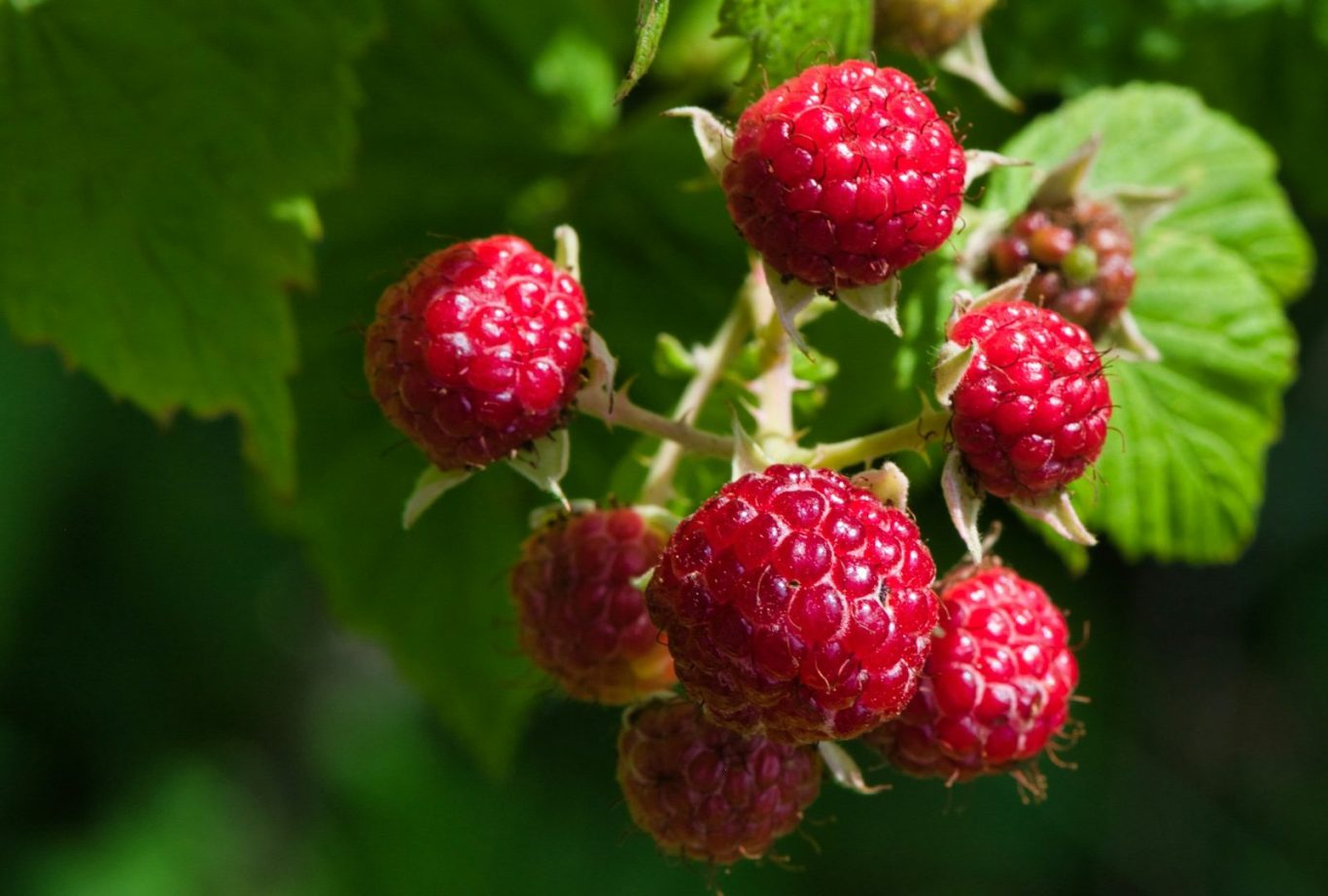 raspberry plant