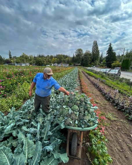 Picking Broccoli