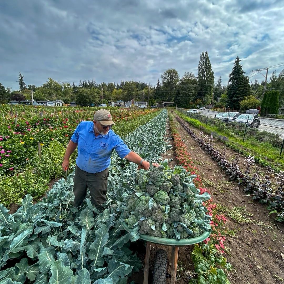 Picking vegetables at Joe's Gardens