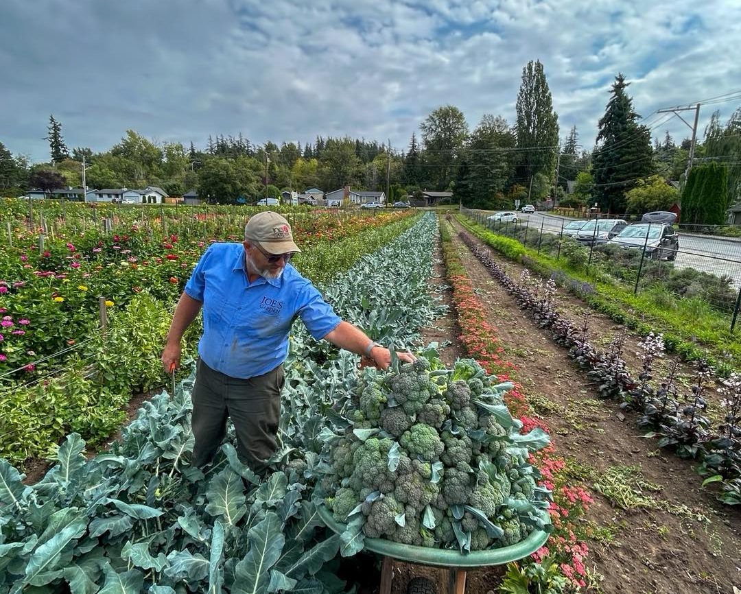 farmer picking vegetables